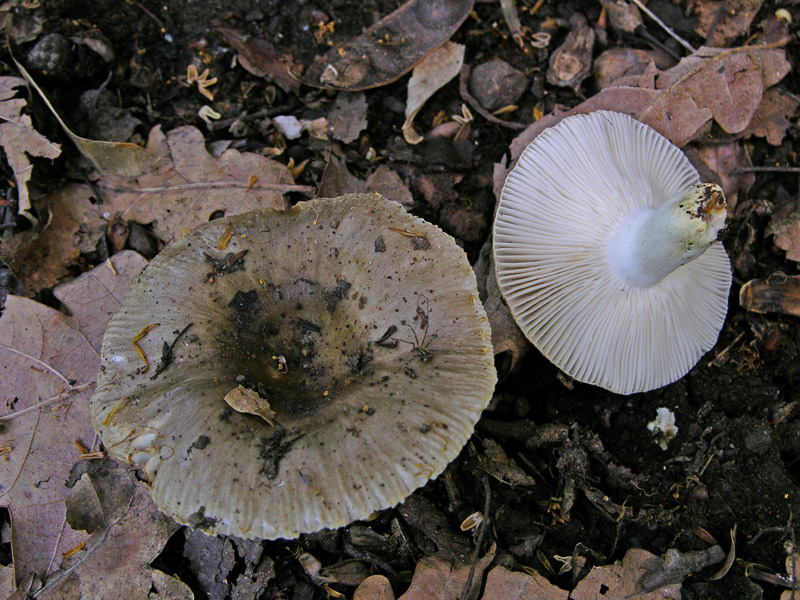 Russula insignis e Russula praetervisa a confronto.